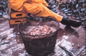 Portion of a shrimp catch in the Gulf of Mexico. Credit: NOAA.