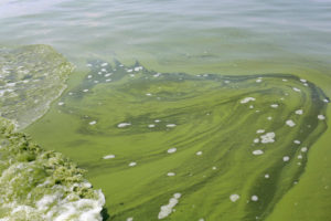 An algae bloom caused by fertilizer runoff in Lake Erie in 2014, which was so toxic the city of Toledo, Ohio, shut down its tap water system. HARAZ N. GHANBARI / ASSOCIATED PRESS