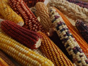 Ears of corn (maize), showing a wide range of colors and shapes that reflect different varieties. Credit: International Maize and Wheat Improvement Center, CC BY NC-SA 2.0
