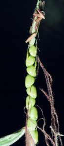 An ear of teosinte, corn’s grassy, wild ancestor. Credit: Matt Lavin, CC BY SA 2.0