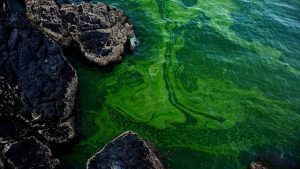 Green algae swirls on the beach of Bandar al-Jissah in Oman on March 3, 2017. The Gulf of Oman turns green twice a year for about three months at a time, when an algae bloom spreads. Photo Credit: Sam McNeil, Associated Press