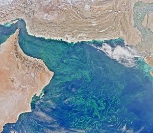 Algal blooms that rob water of oxygen swirl across the Arabian Sea in 2015. New research indicates the sea has the world's largest low-oxygen 'dead zone.' Photo Credit: NASA 