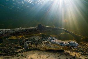 It’s not easy to push an alligator around, but hurricanes have been known to move them miles from home. Shown here is a resident of Everglades National Park, Florida. Photograph by Keith Ladzinski, National Geographic Creative